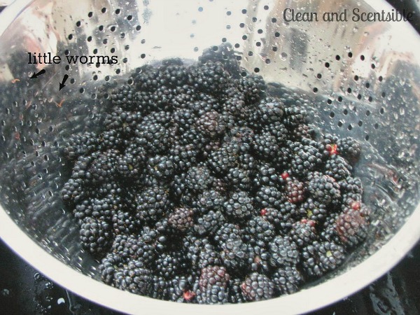 How to clean and freeze berries. // cleanandscentsible.com