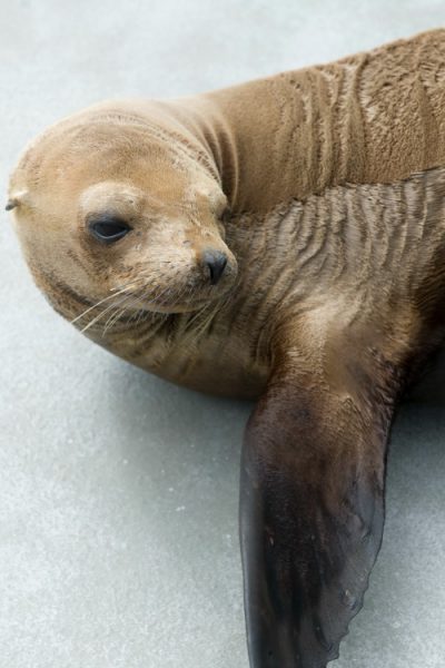 The Marine Mammal Center.