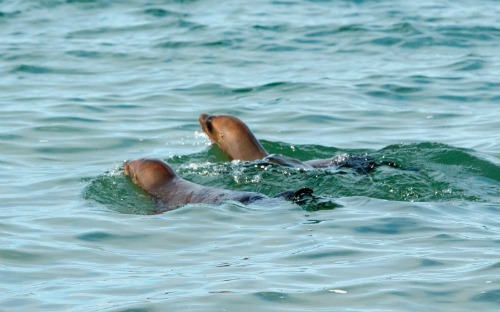 Love this story of these rehabilitated sea lions returning to the wild.