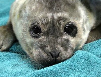 Rescued harbor seal from The Marine Mammal Centre.