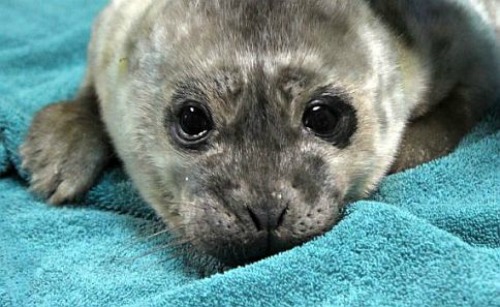 Rescued harbor seal from The Marine Mammal Centre.