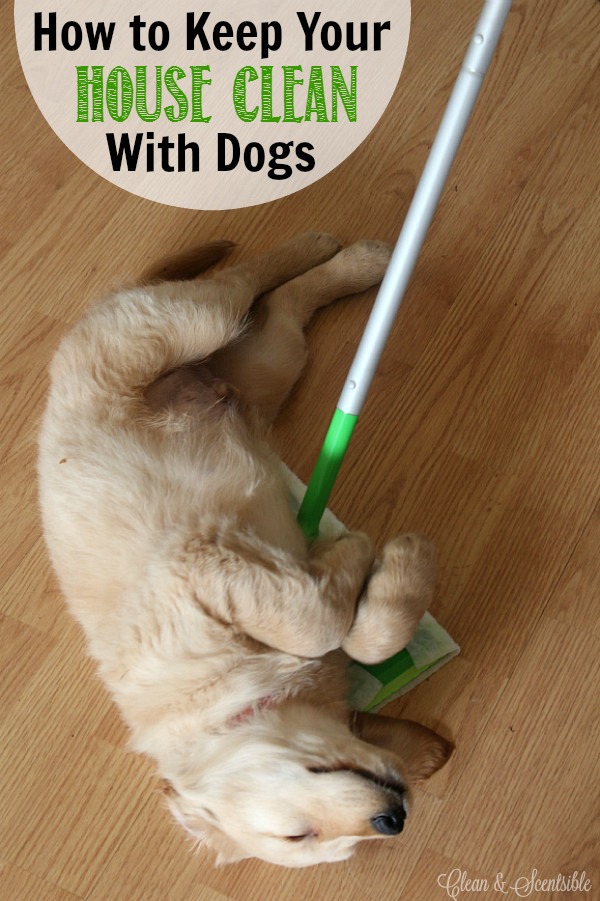 Great tips for keeping your house clean with dogs or other pets!