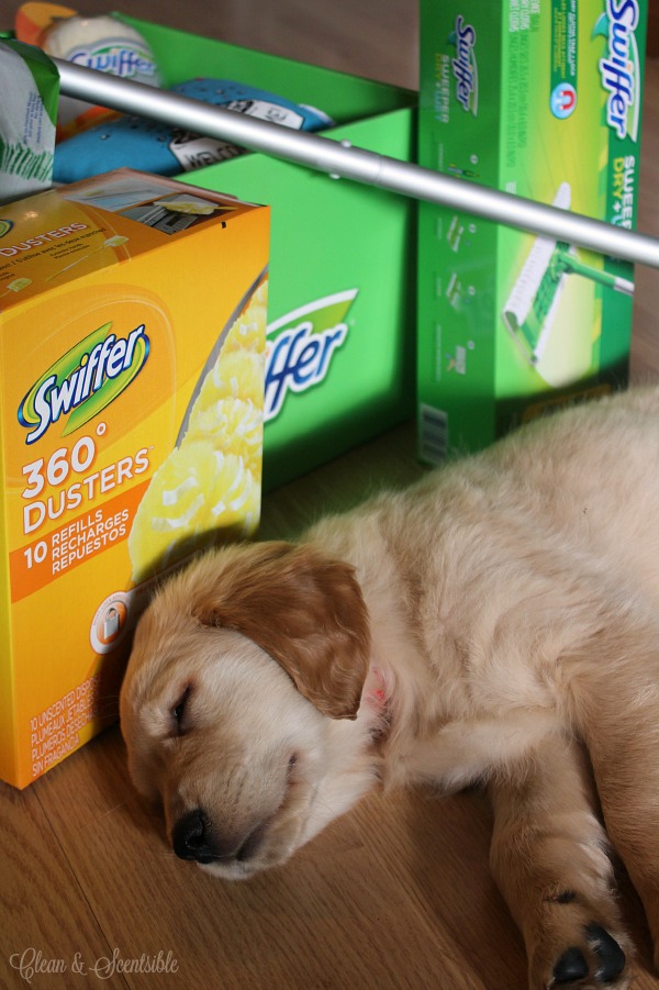Golden retriever puppy asleep by Swiffer products.