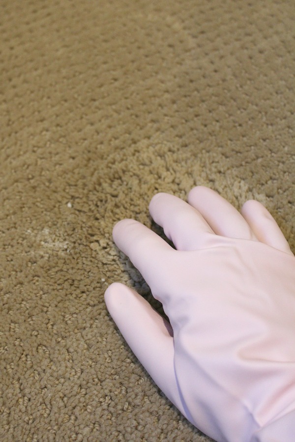 Three ways to clean pet stains from carpet - some great tips!