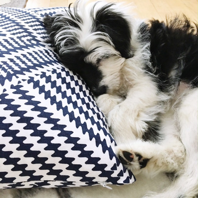 7 Things to clean with Oxiclean. And the cutest puppy ever!