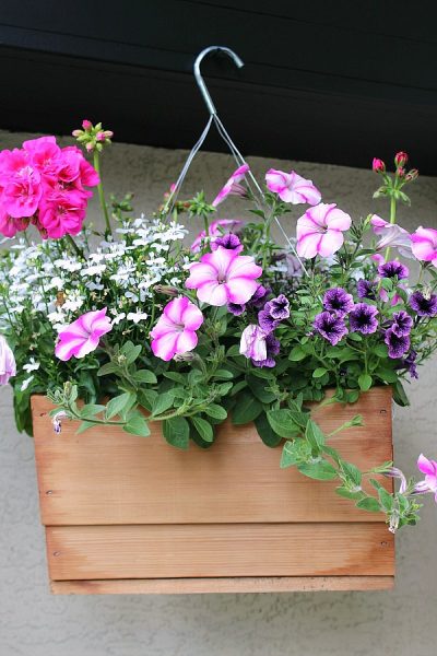 Hanging basket in wooden planter.