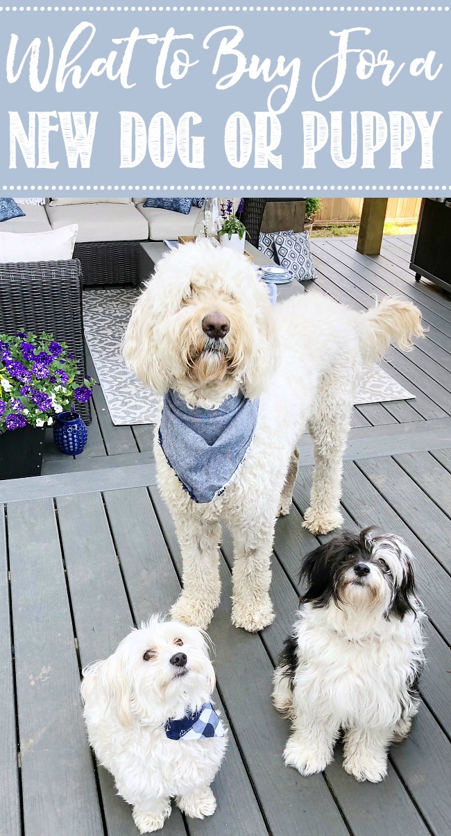 Cute trio of dogs including a golden doodle, maltese-poodle cross and a havapoo.