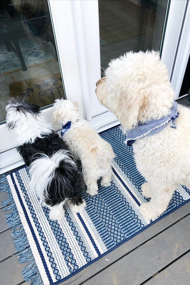 Cute group of dogs including a golden doodle, havapoo and maltese-poodle cross.