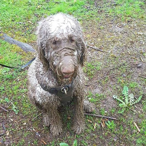 Golden Doodle covered in mud.