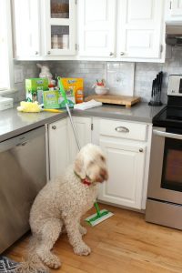Golden doodle with Swiffer pet cleaning products.