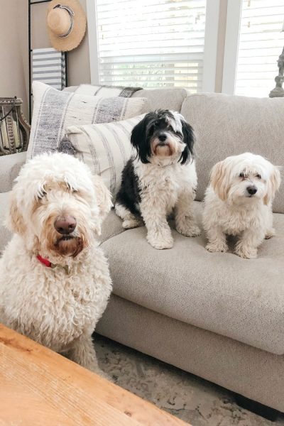 Cute photo of three dogs on a sofa.