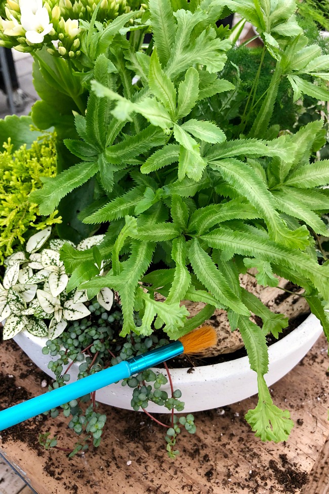 DIY tropical planter step by step instructions.