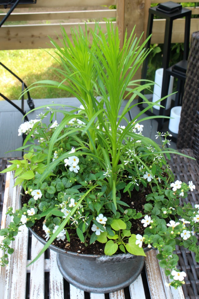 Pretty summer planter centerpiece with a variety of white flowers.