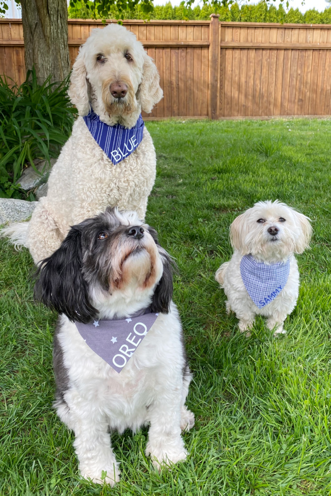Cute dogs wearing DIY pet bandanas.