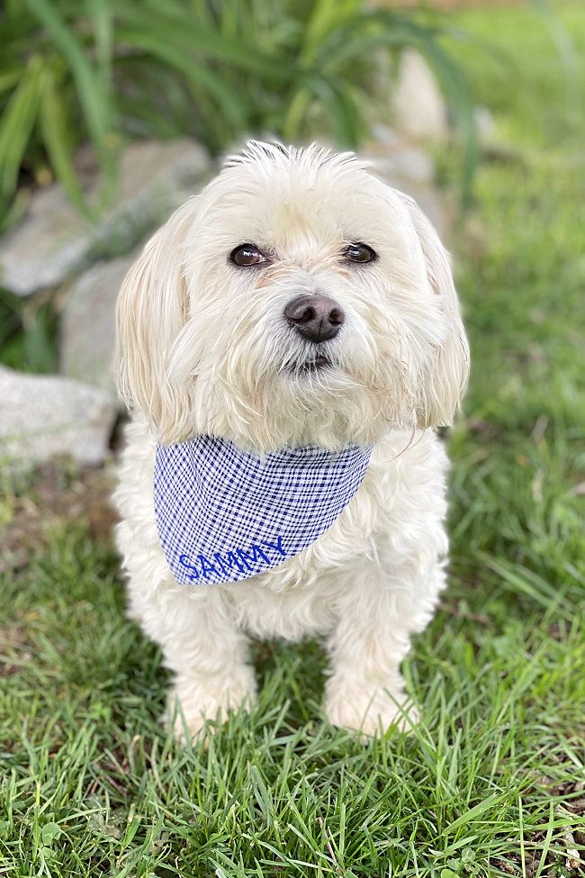 Small dog wearing custom dog bandana.