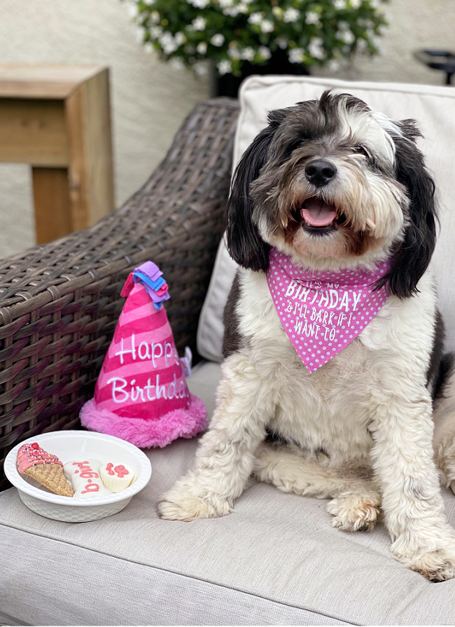 Cute dog wearing birthday bandana.