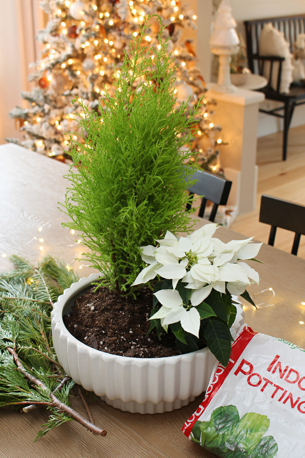 Christmas planter DIY with lemon cypress and poinsettia.