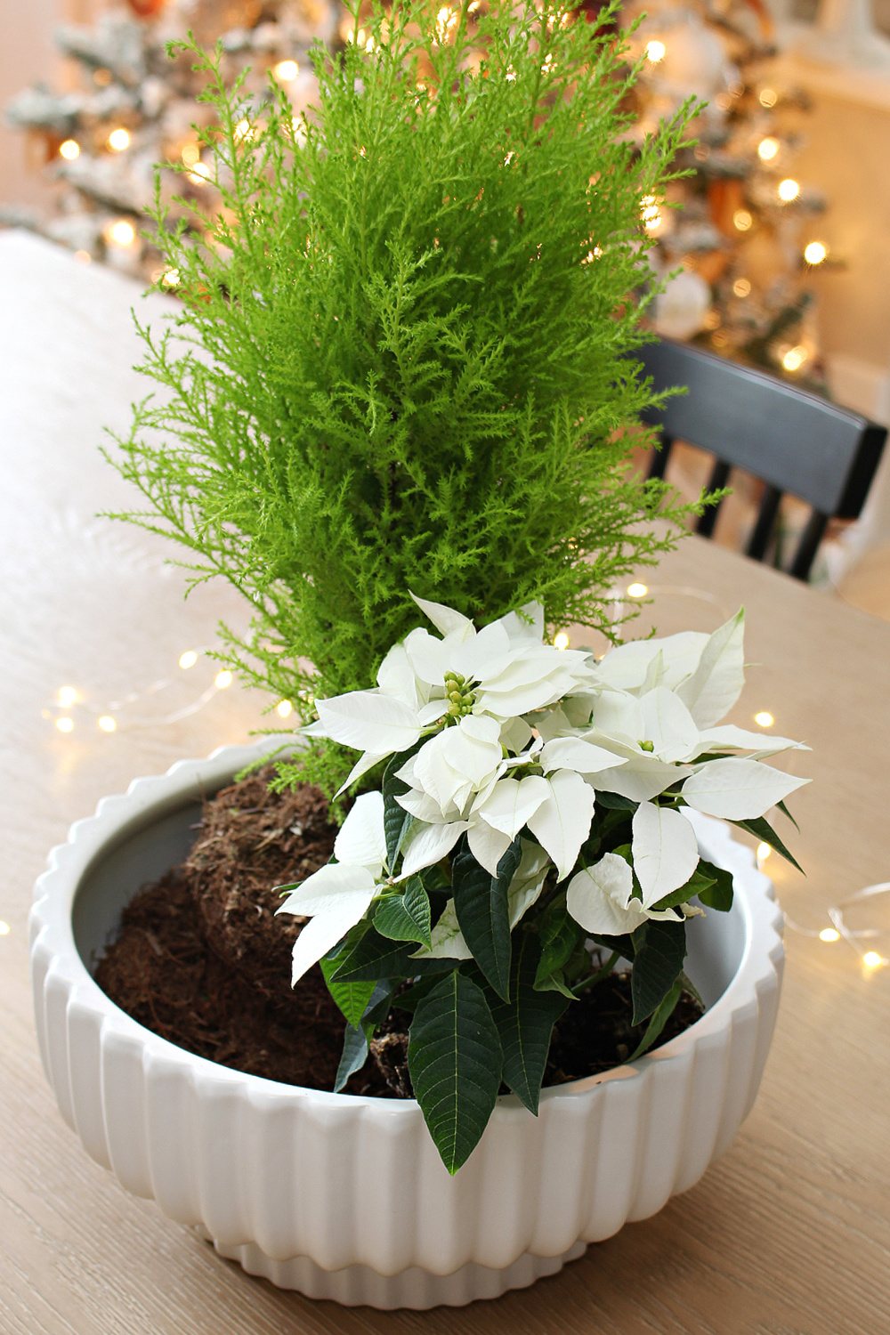 Christmas planter DIY with lemon cypress and poinsettia.