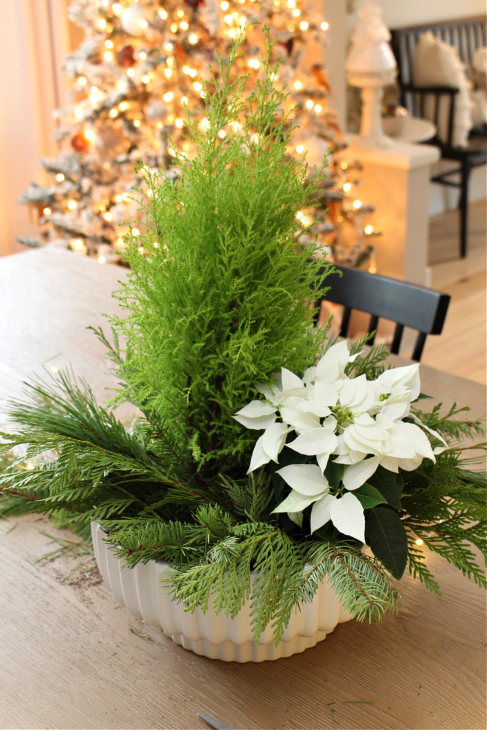 Step by step to create a fresh greenery Christmas centerpiece with a lemon cypress and poinsettia.
